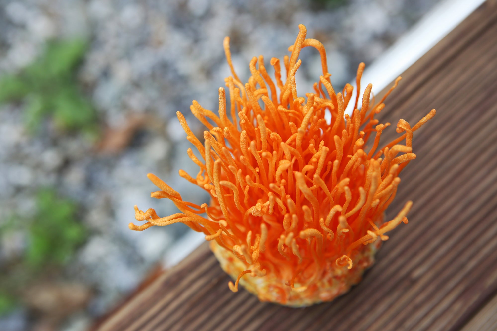 Cordyceps militaris Improves Chronic Kidney Disease by Affecting TLR4/NF-κB Redox Signaling Pathway