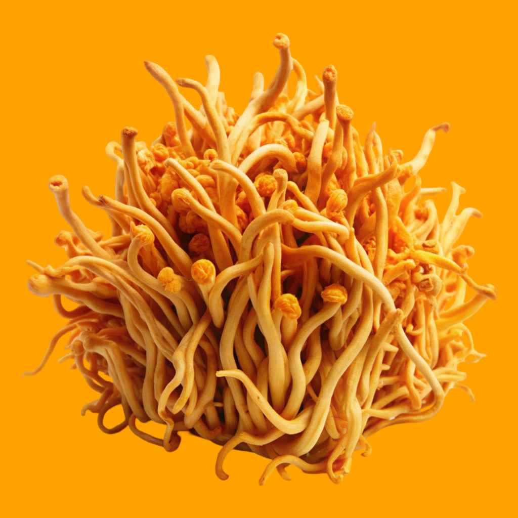 A brief review on the medicinal uses of Cordyceps militaris