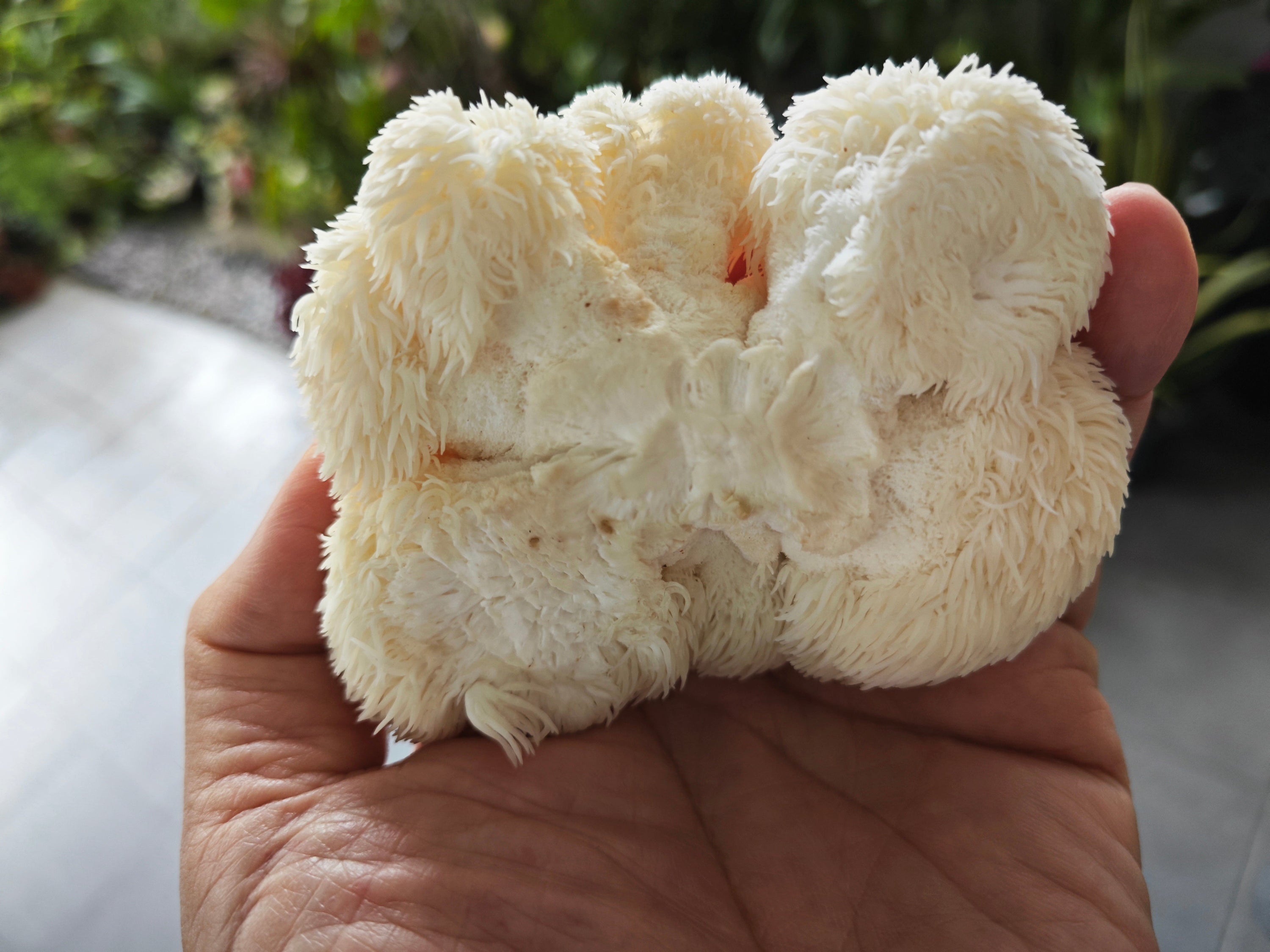Lion’s Mane Mushroom: A Neuroprotective Fungus with Antioxidant, Anti-Inflammatory, and Antimicrobial Potential—A Narrative Review