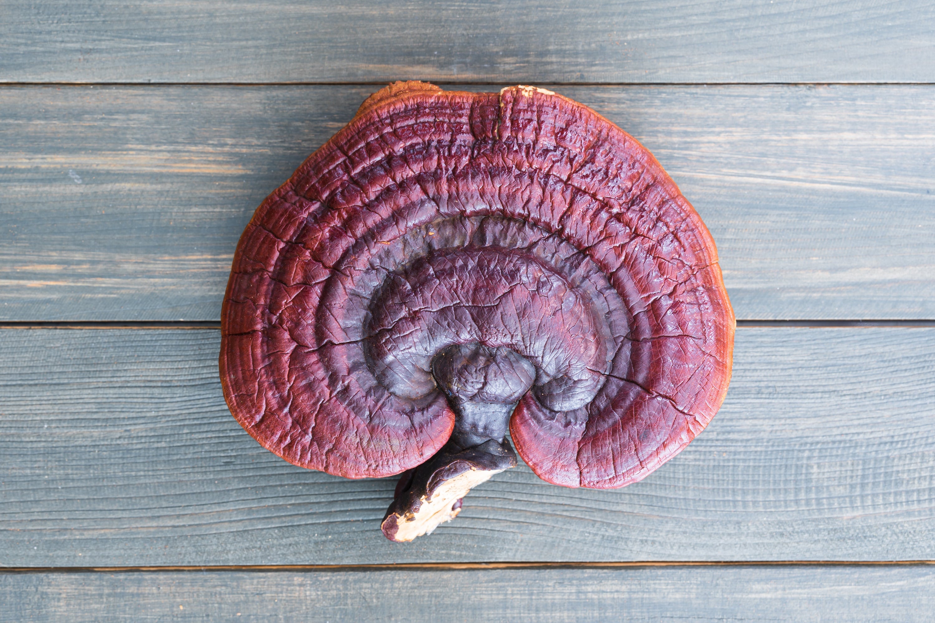 Emerging Roles of Ganoderma Lucidum in Anti-Aging