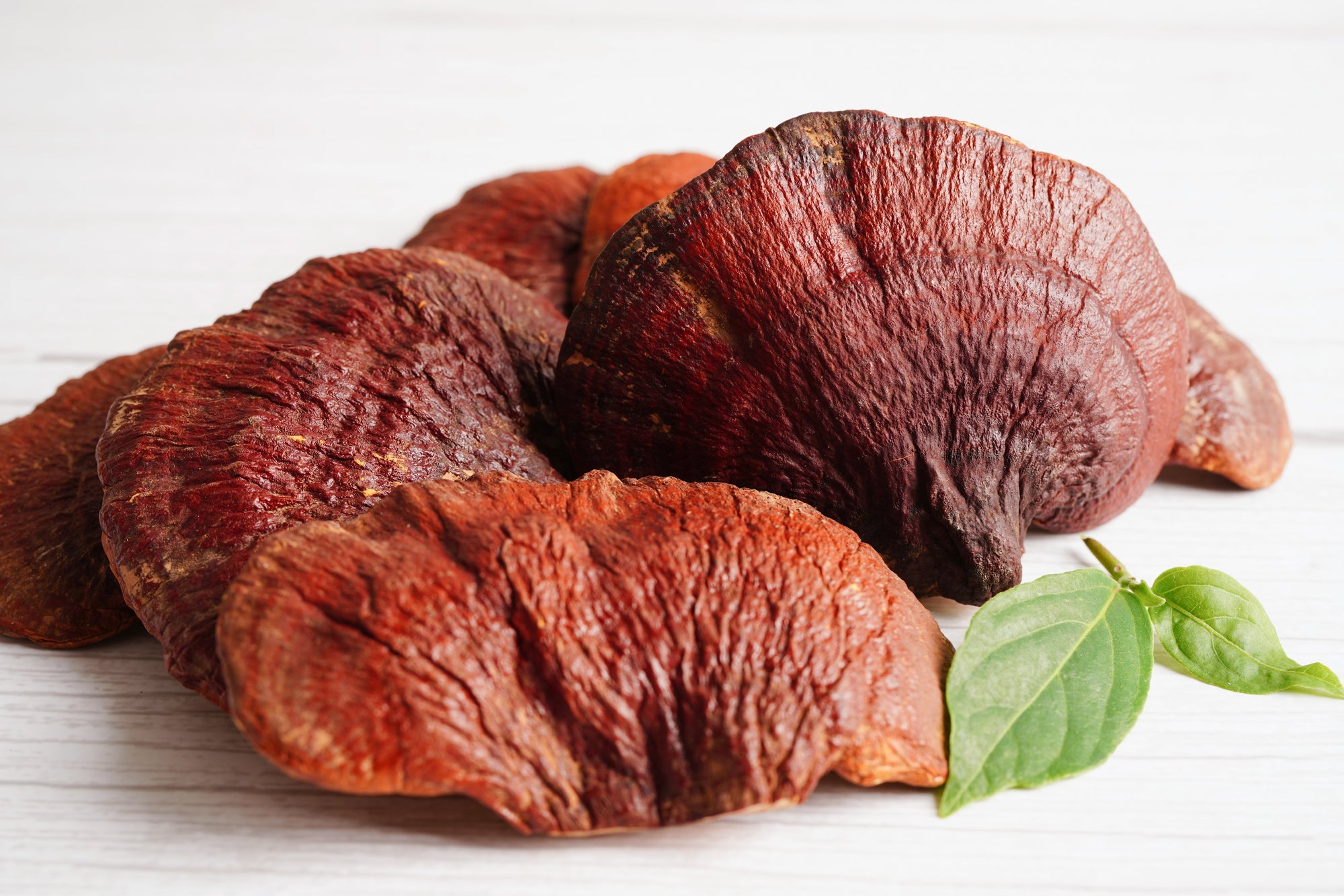 Suppression of inflammatory and allergic responses by pharmacologically potent fungus Ganoderma lucidum